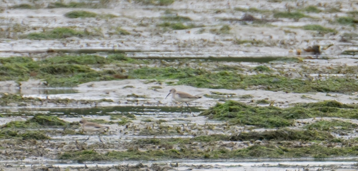 Curlew Sandpiper - ML626905011