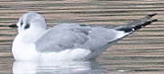 Bonaparte's Gull - ML626905024