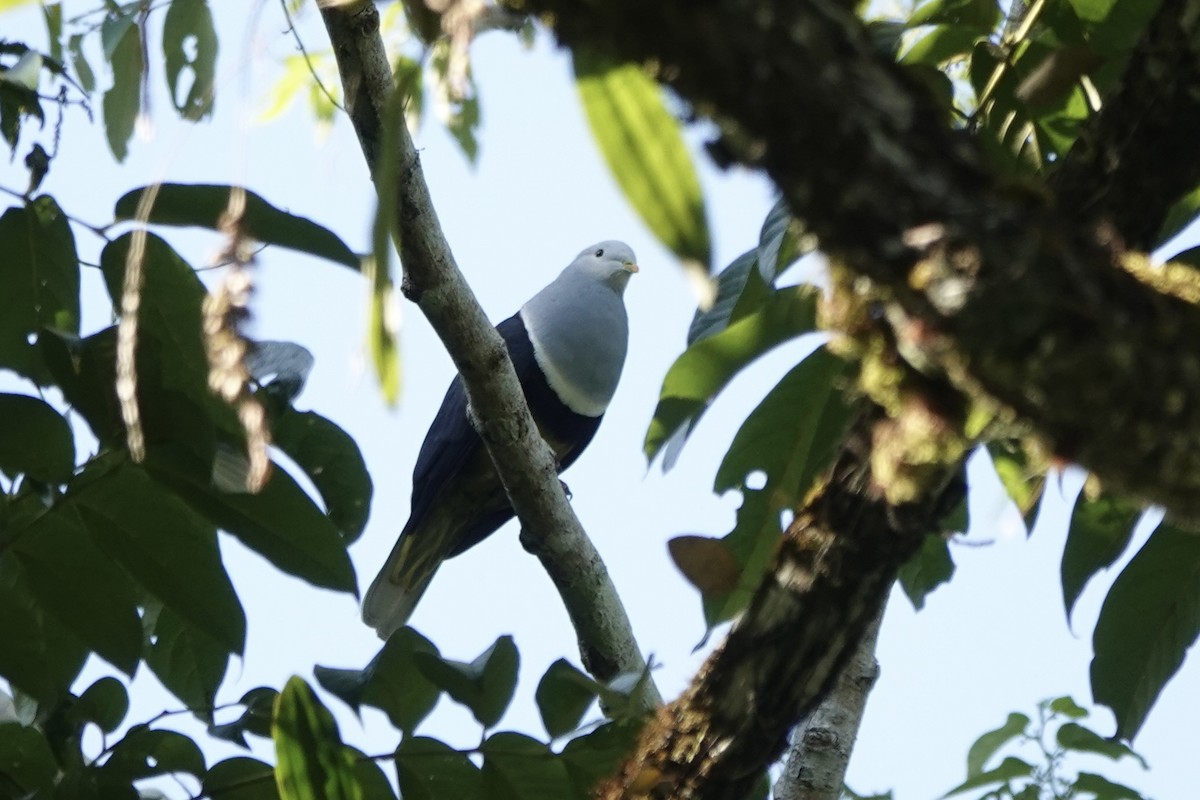 Black-backed Fruit-Dove - ML626905039