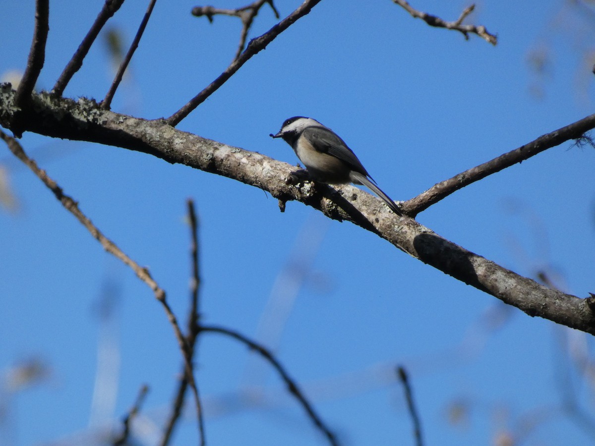 Carolina Chickadee - ML626905069