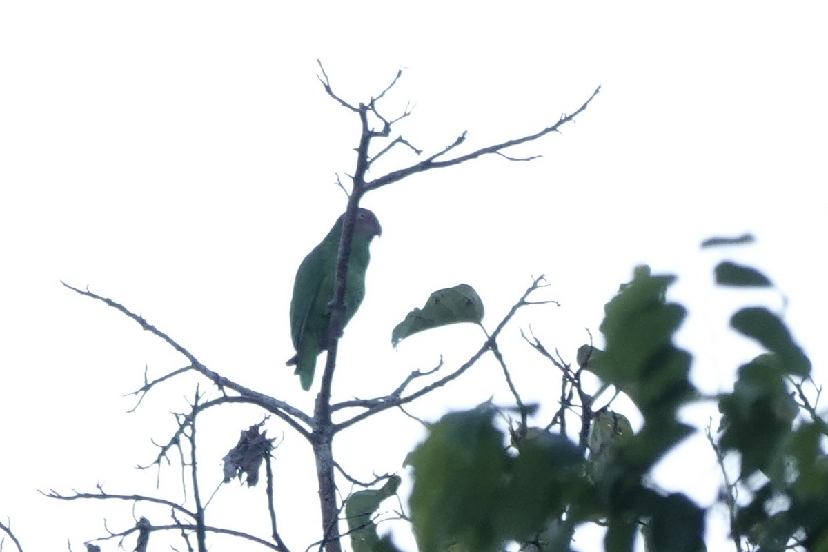 Red-cheeked Parrot - ML626905098