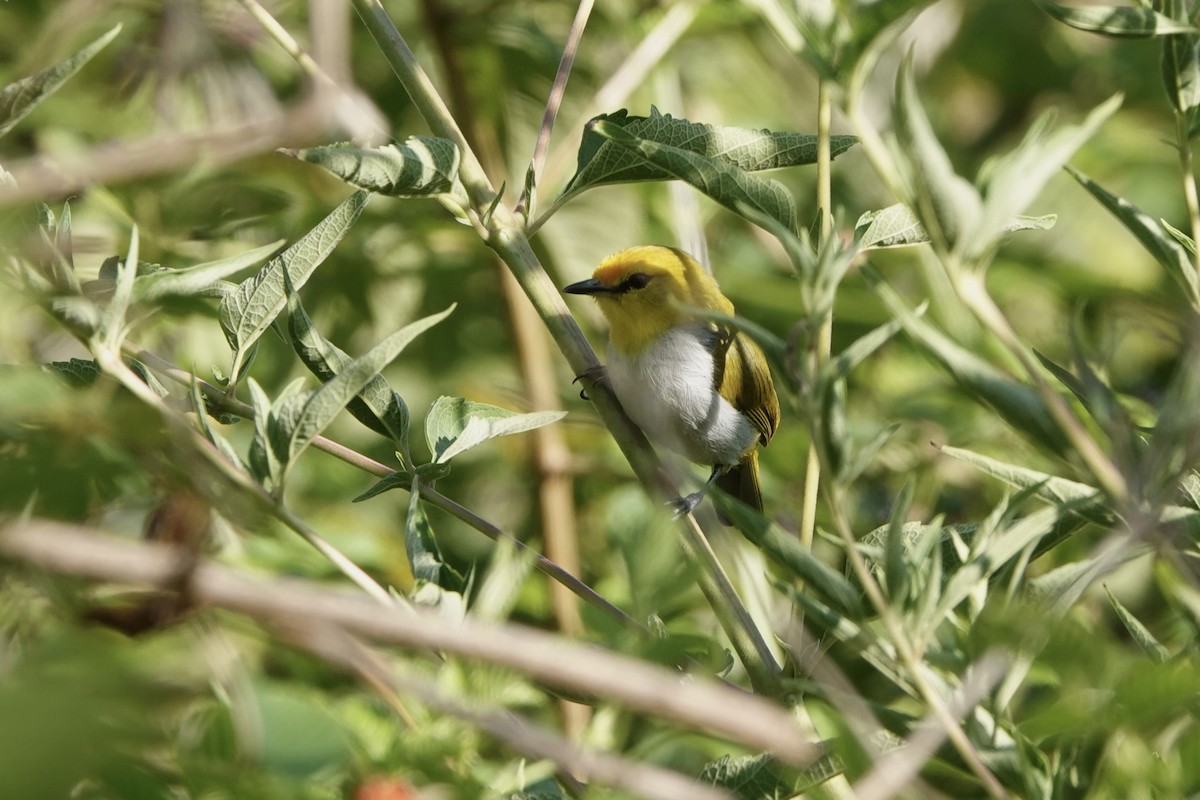 Yellow-spectacled Heleia - ML626905151