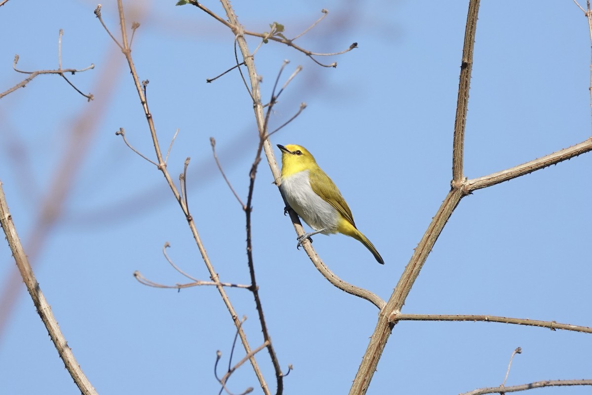 Yellow-spectacled Heleia - ML626905152
