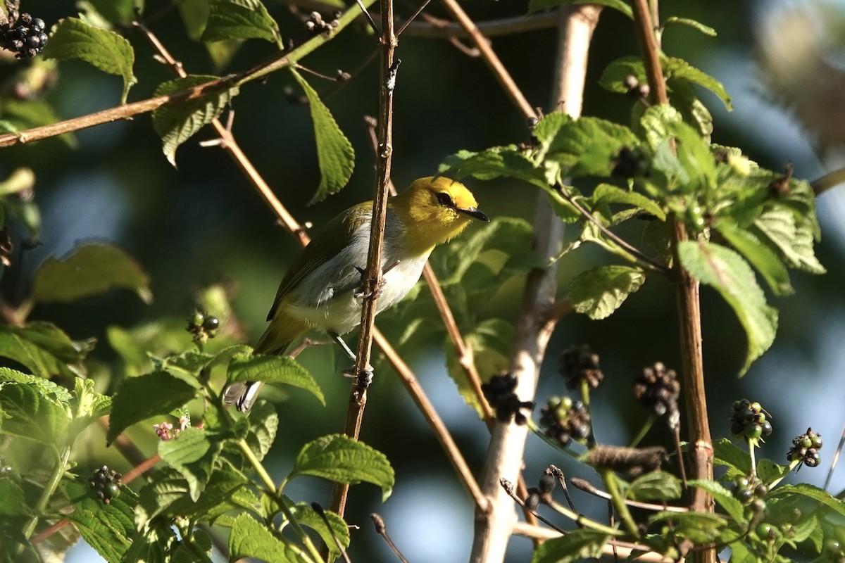 Yellow-spectacled Heleia - ML626905153