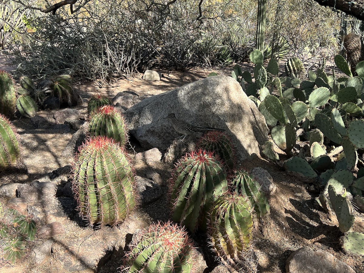 Greater Roadrunner - ML626905161