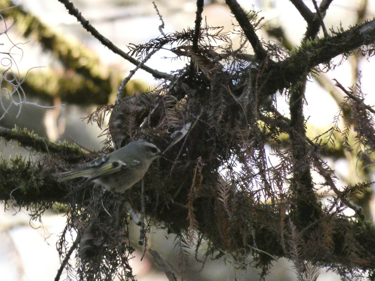 Golden-crowned Kinglet - ML626905164