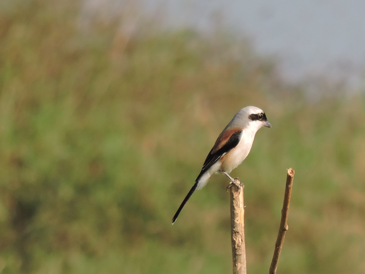 Bay-backed Shrike - ML626905171