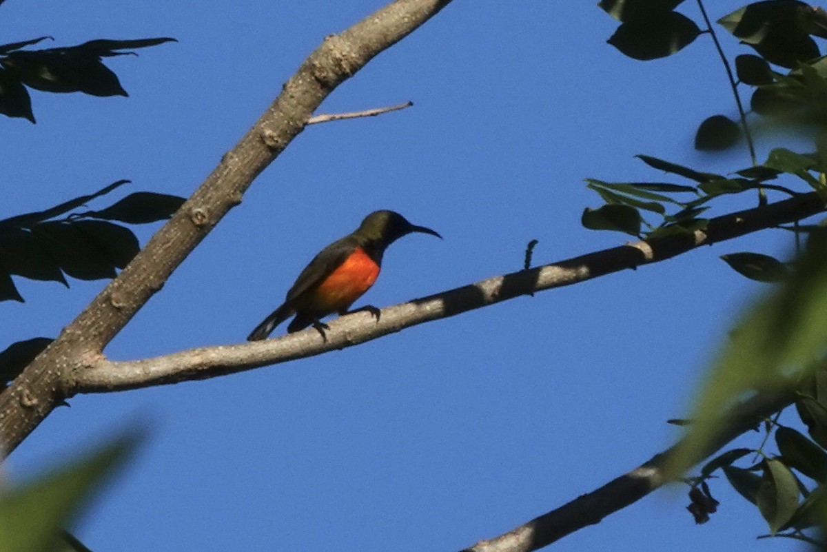 Flame-breasted Sunbird - ML626905172