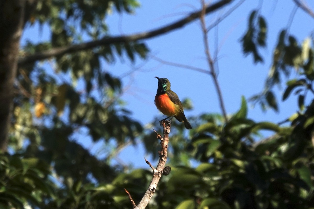 Flame-breasted Sunbird - ML626905173
