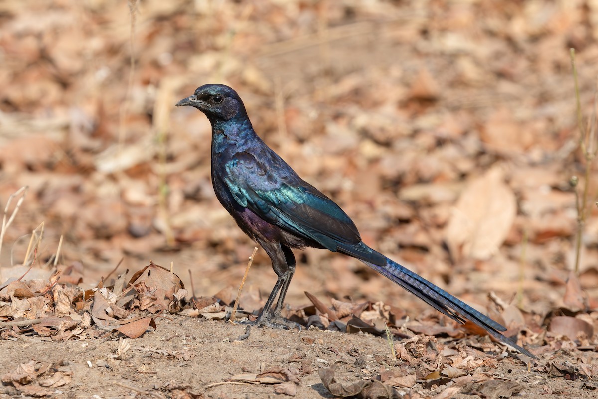 Meves's Starling - ML626905191