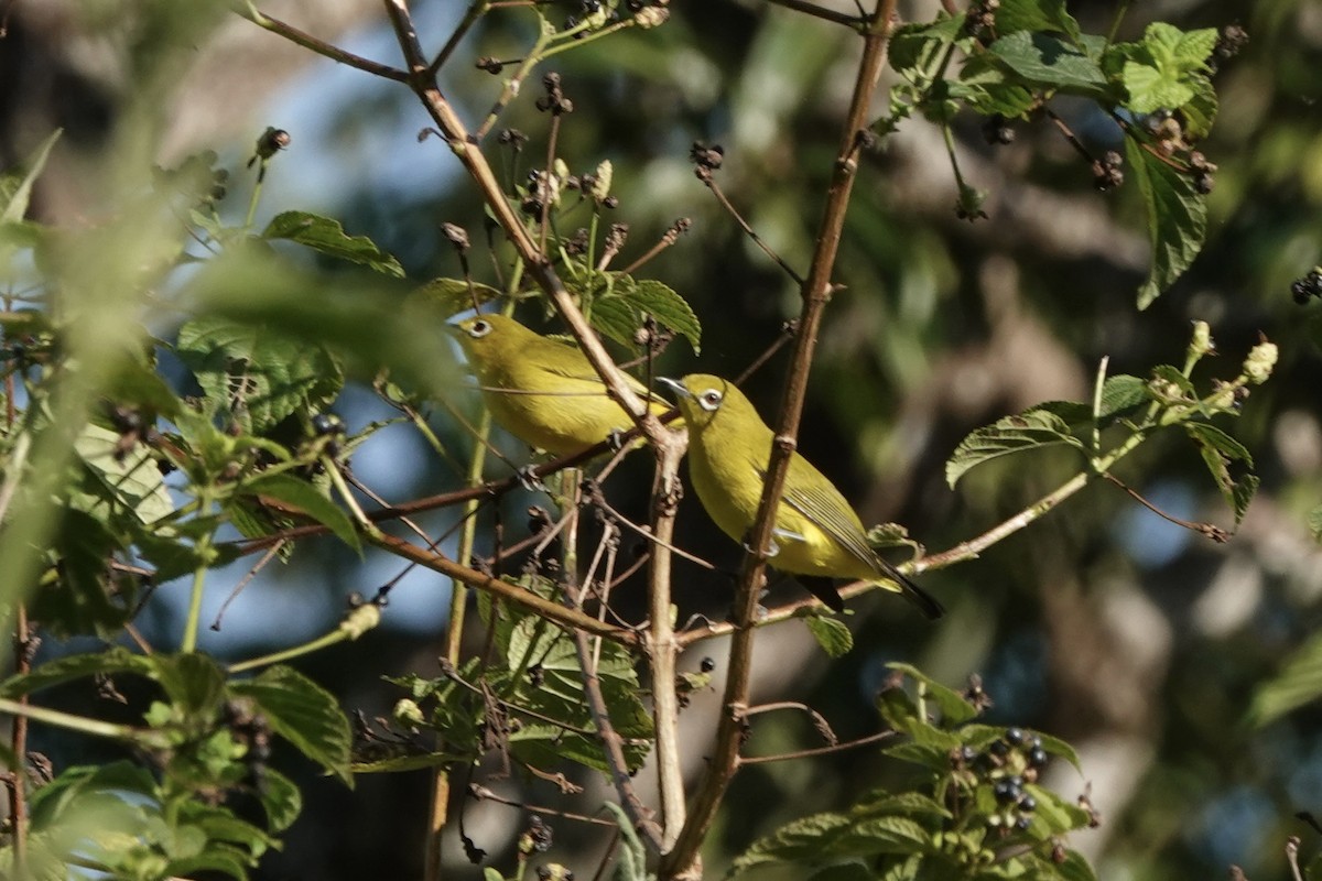 Lemon-bellied White-eye - ML626905192