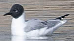 Bonaparte's Gull - ML626905303