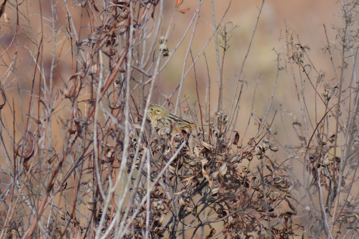 Henslow's Sparrow - ML626905371
