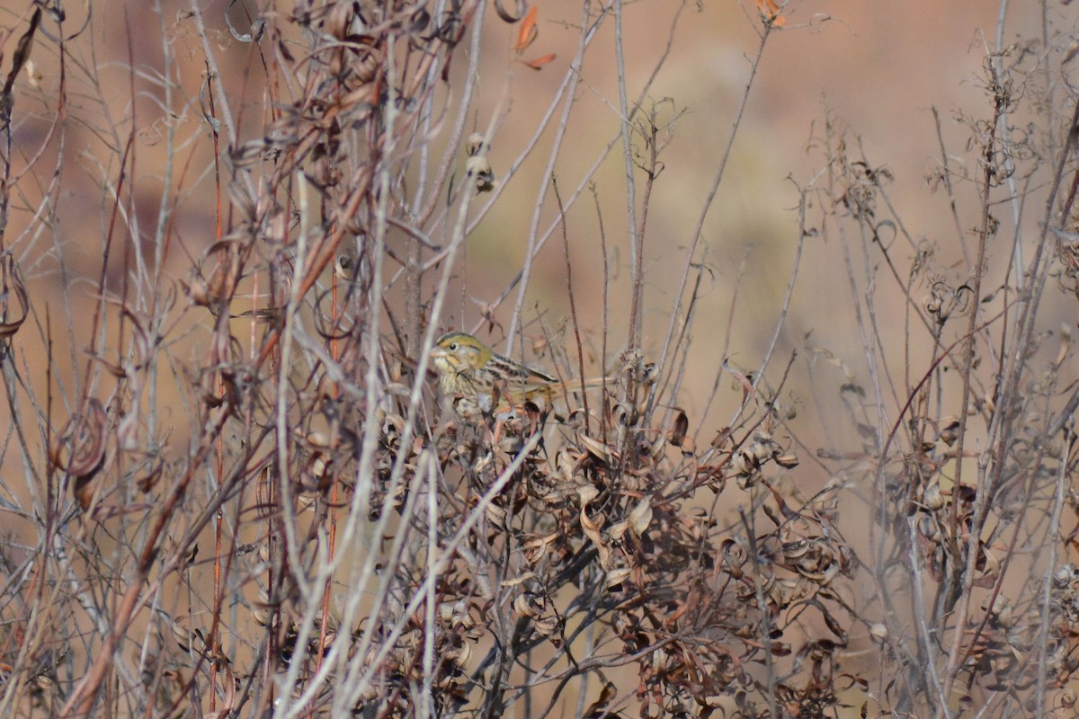 Henslow's Sparrow - ML626905372