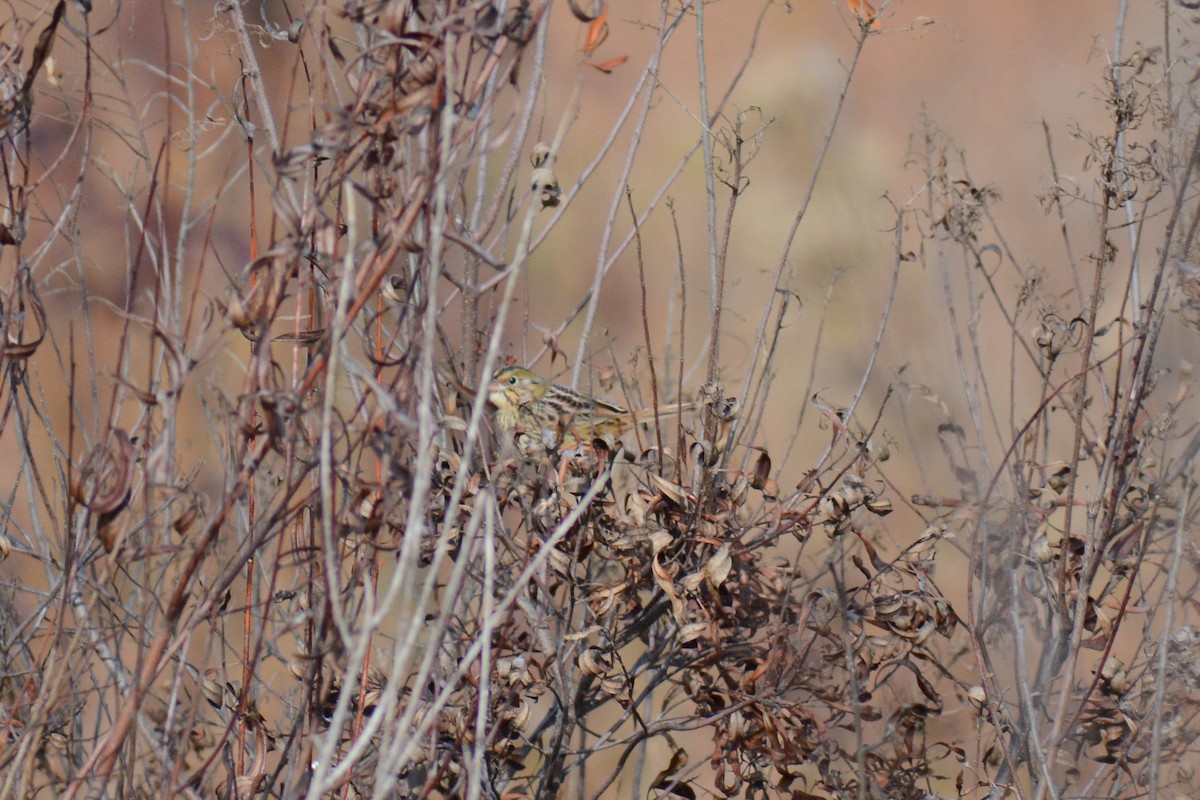 Henslow's Sparrow - ML626905373