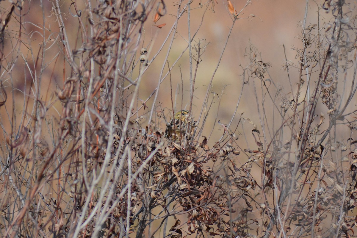 Henslow's Sparrow - ML626905374