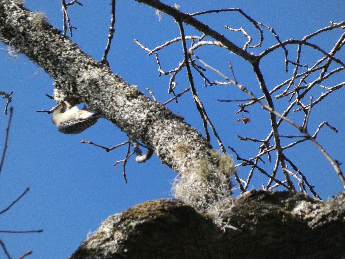 Red-bellied Woodpecker - ML626905450