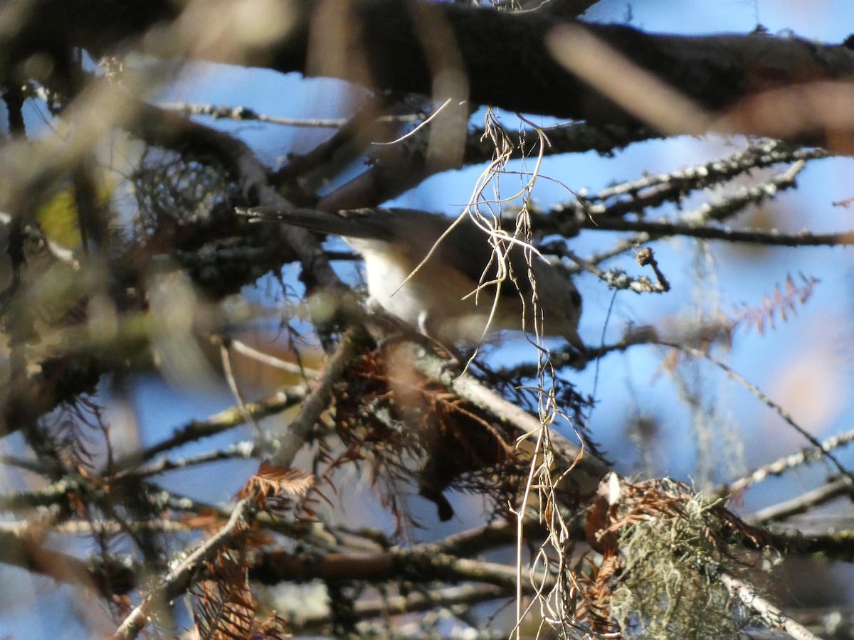 Tufted Titmouse - ML626905516