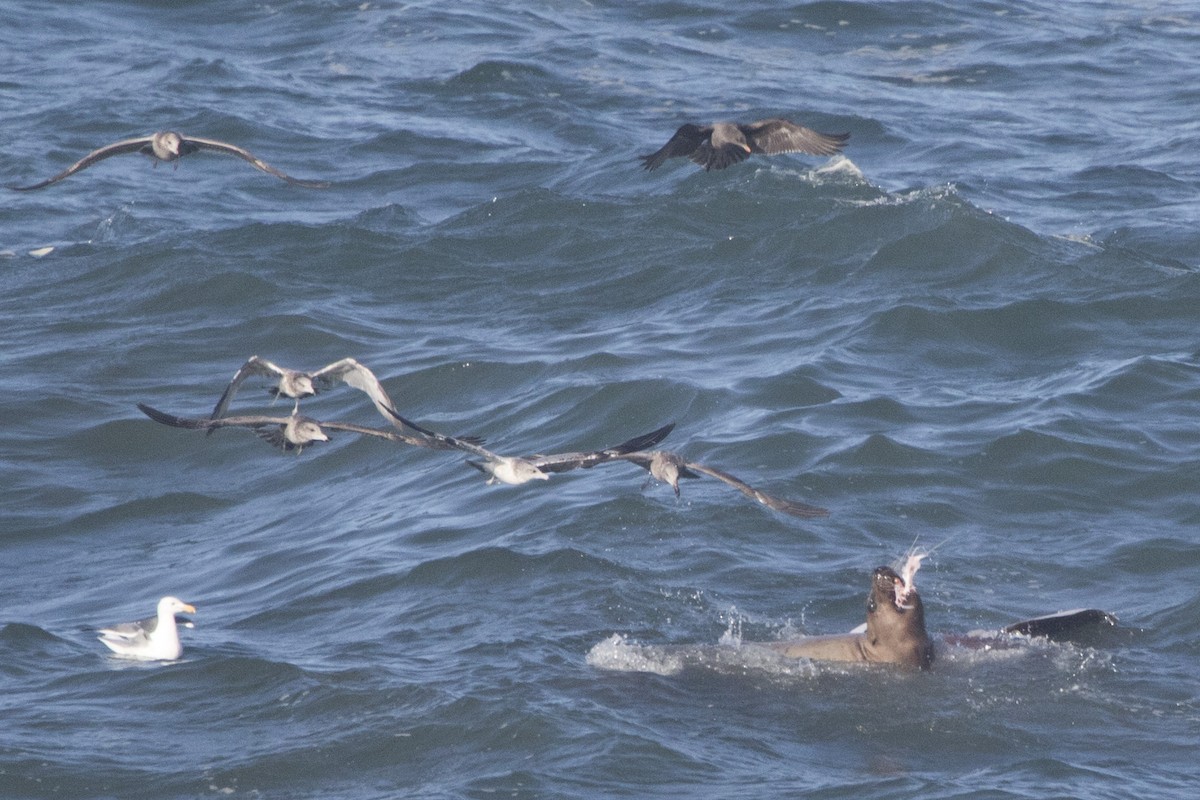 Heermann's Gull - ML626905564