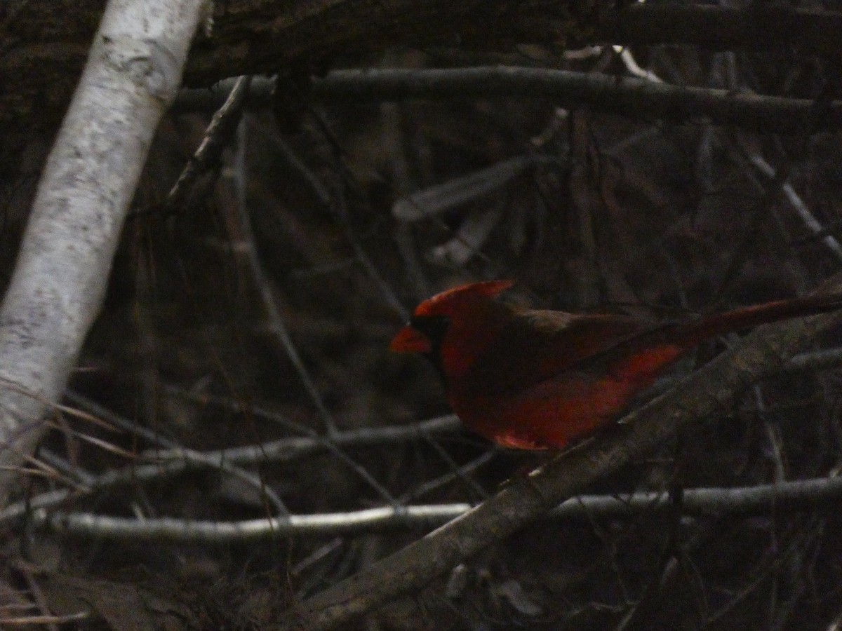 Northern Cardinal - ML626905589