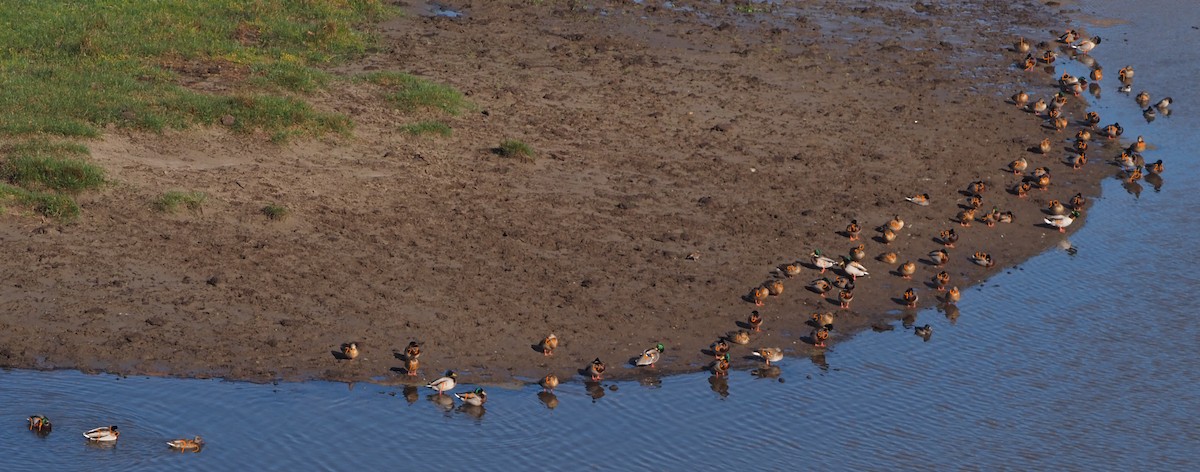 Mallard - ML626905614