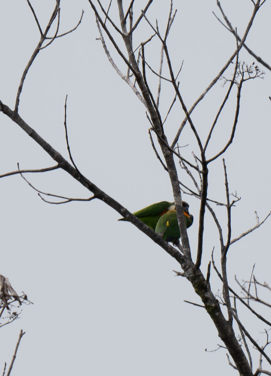 Dusky-cheeked Fig-Parrot - ML626905702
