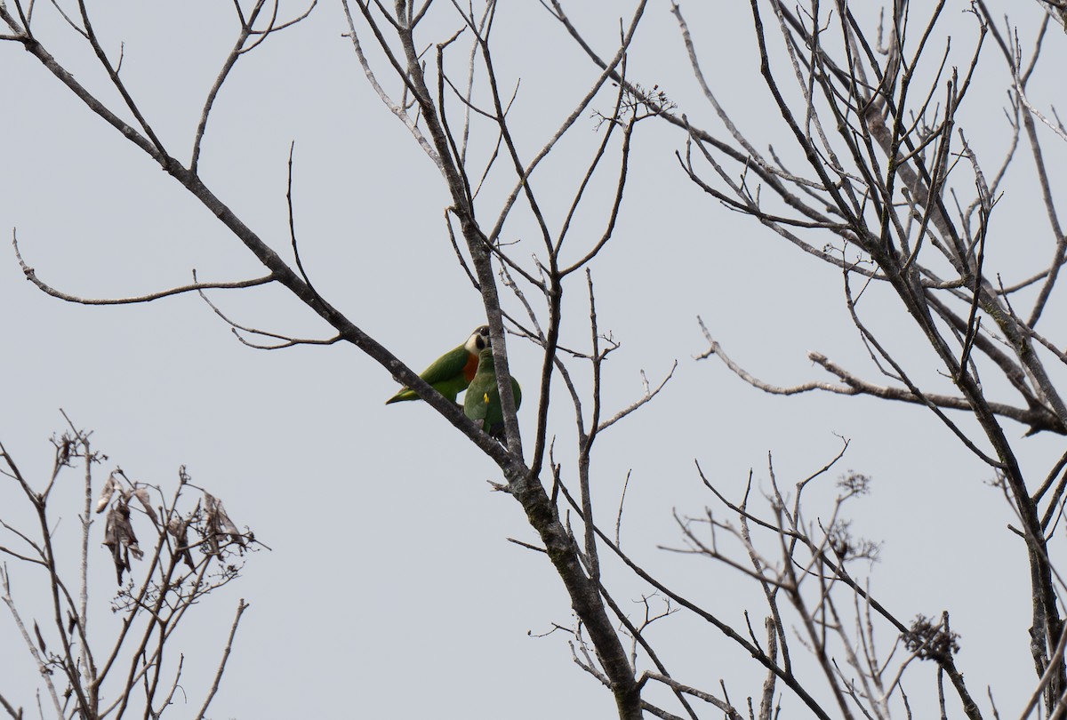 Dusky-cheeked Fig-Parrot - ML626905703