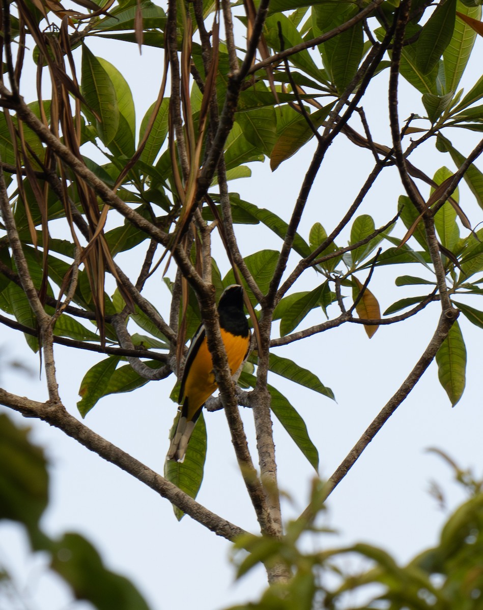 Golden Cuckooshrike - ML626905769