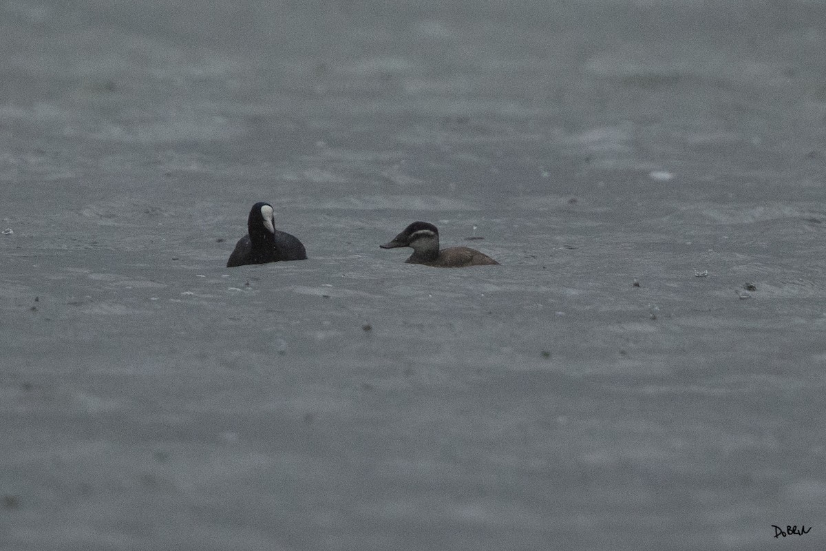 White-headed Duck - ML626905776