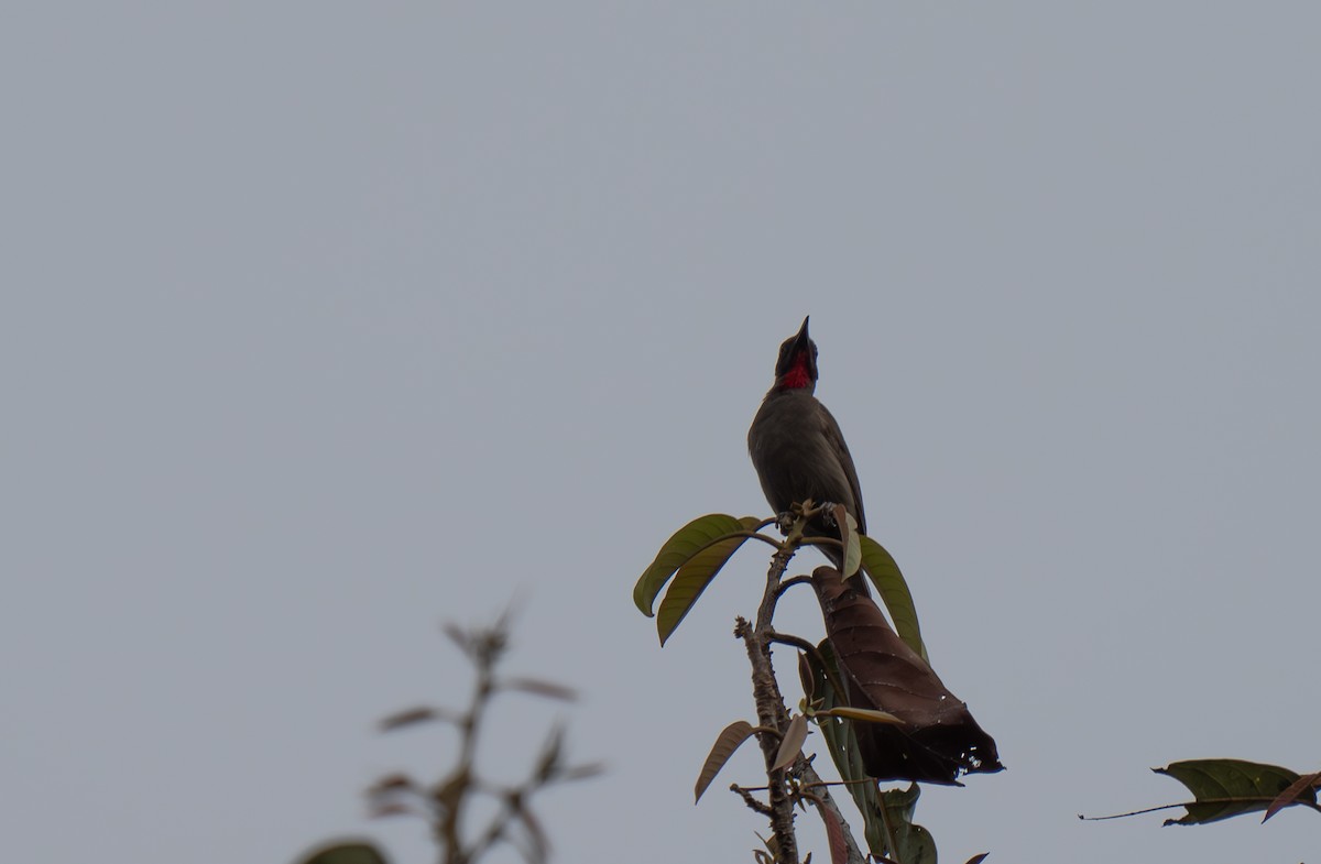 Ruby-throated Myzomela - ML626905787