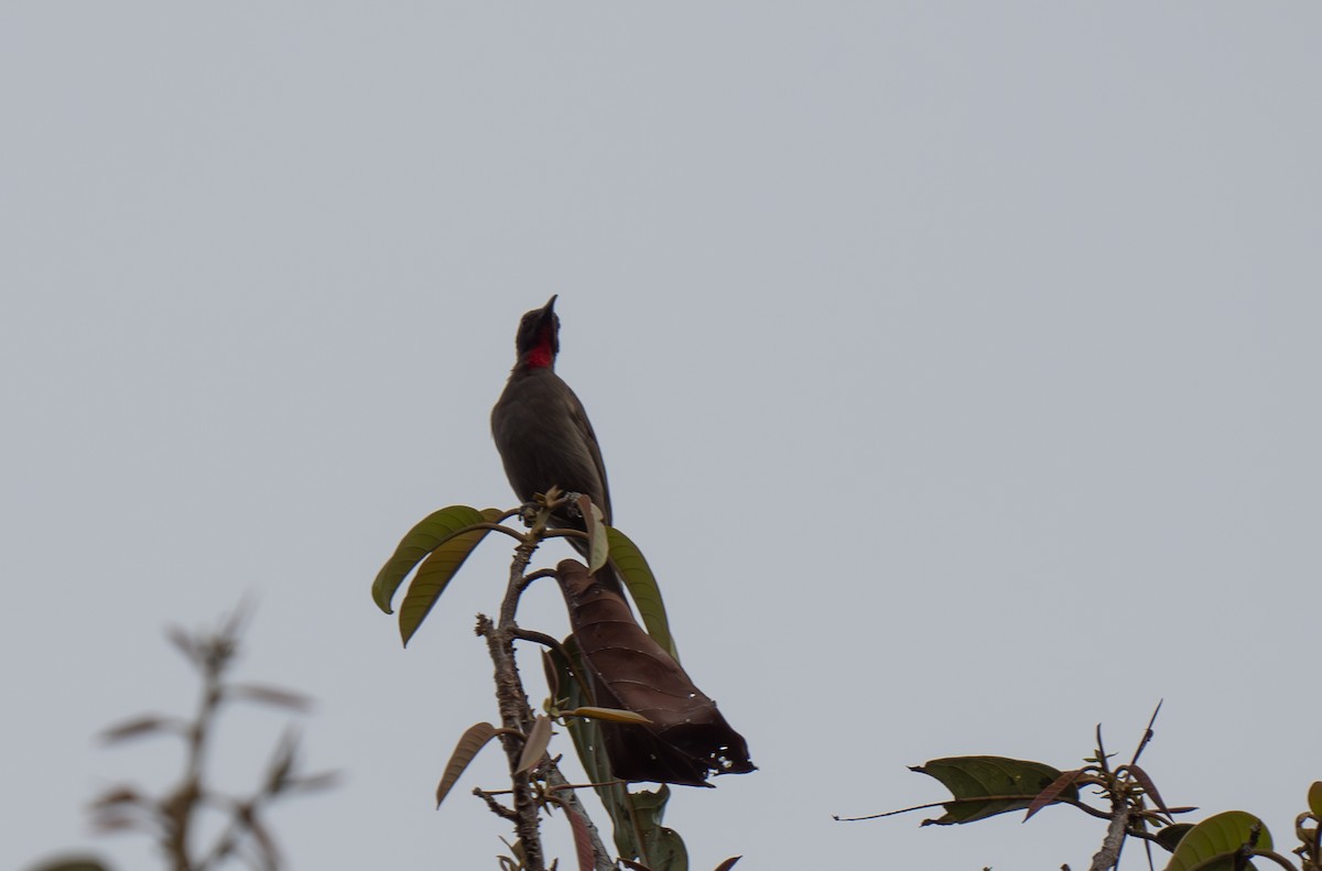 Ruby-throated Myzomela - ML626905788