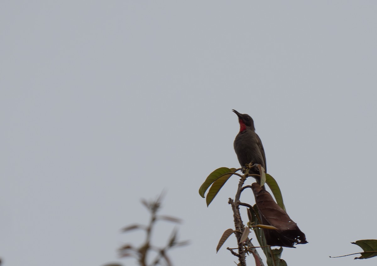 Ruby-throated Myzomela - ML626905789