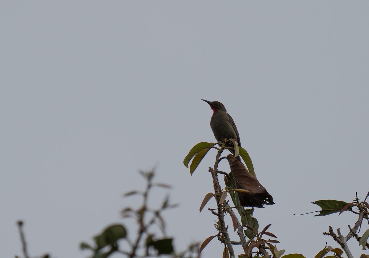 Ruby-throated Myzomela - ML626905790