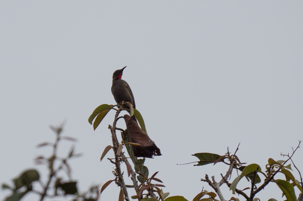 Ruby-throated Myzomela - ML626905791