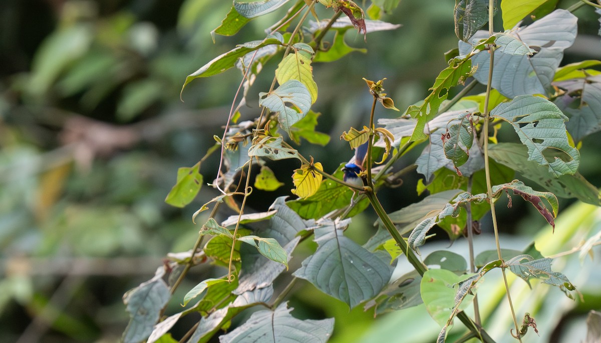 Emperor Fairywren - ML626905874