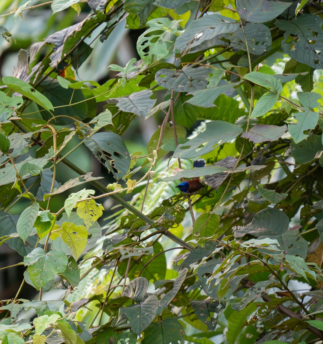 Emperor Fairywren - ML626905875