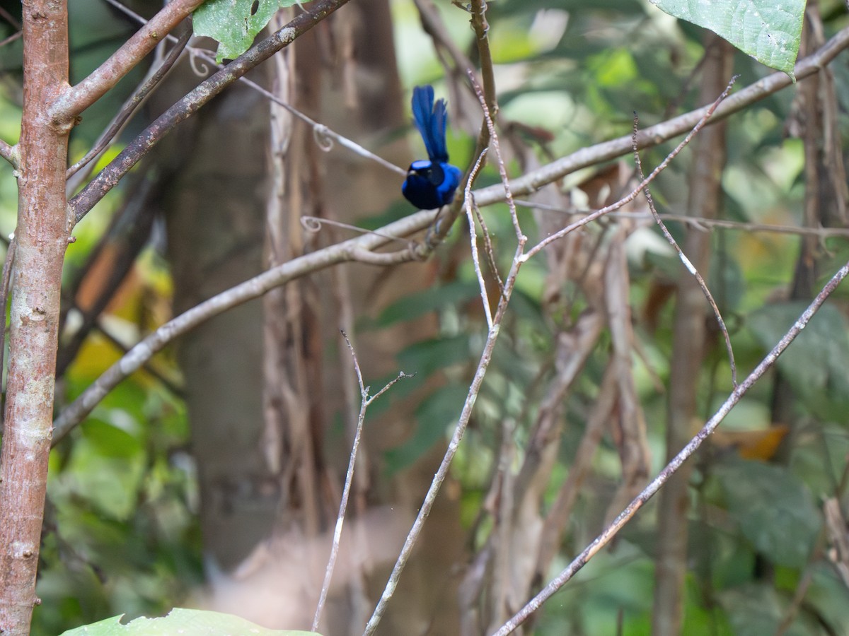 Emperor Fairywren - ML626905876