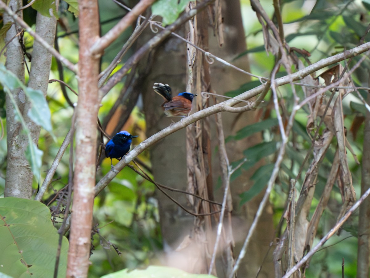 Emperor Fairywren - ML626905878