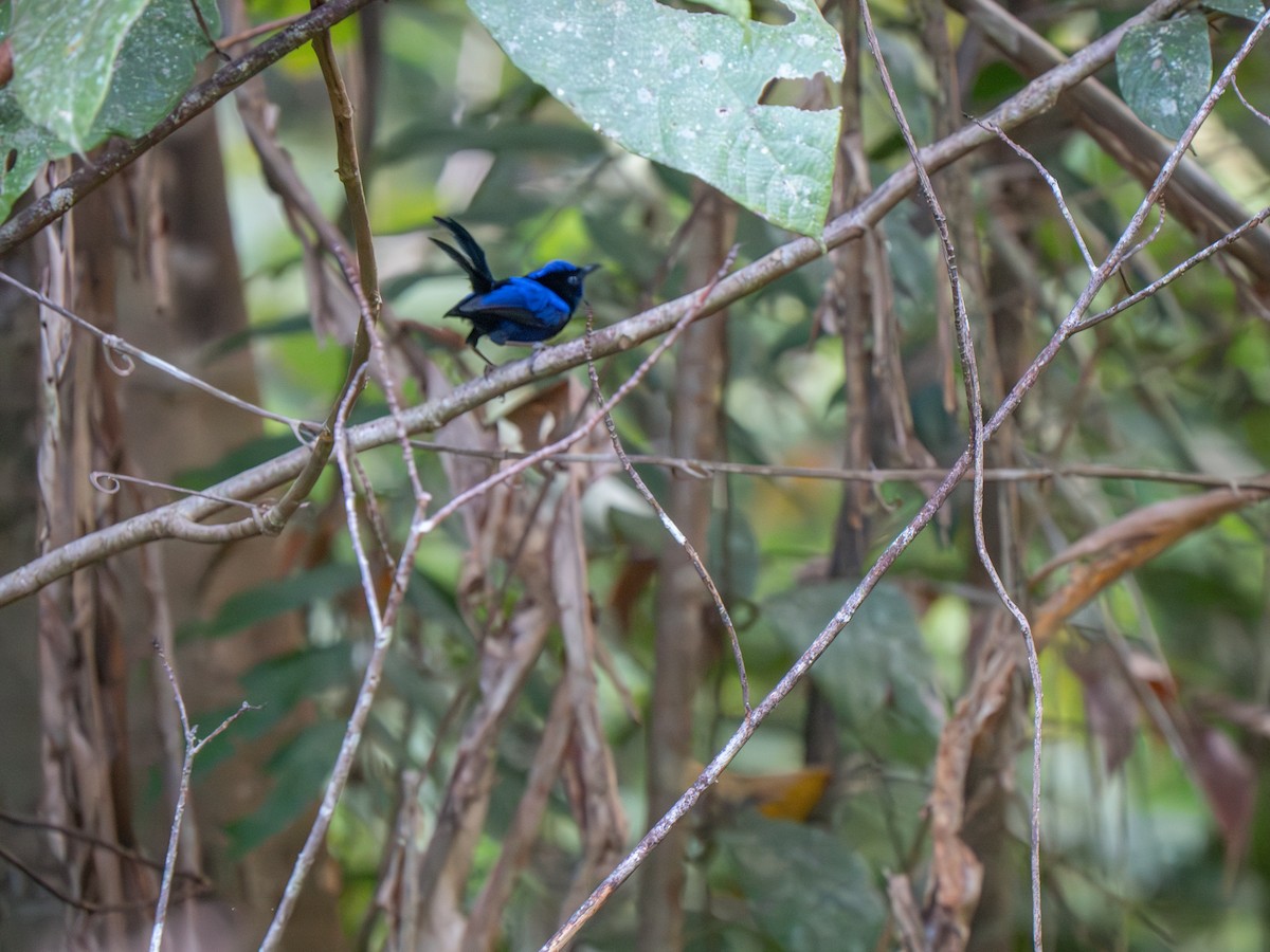 Emperor Fairywren - ML626905879