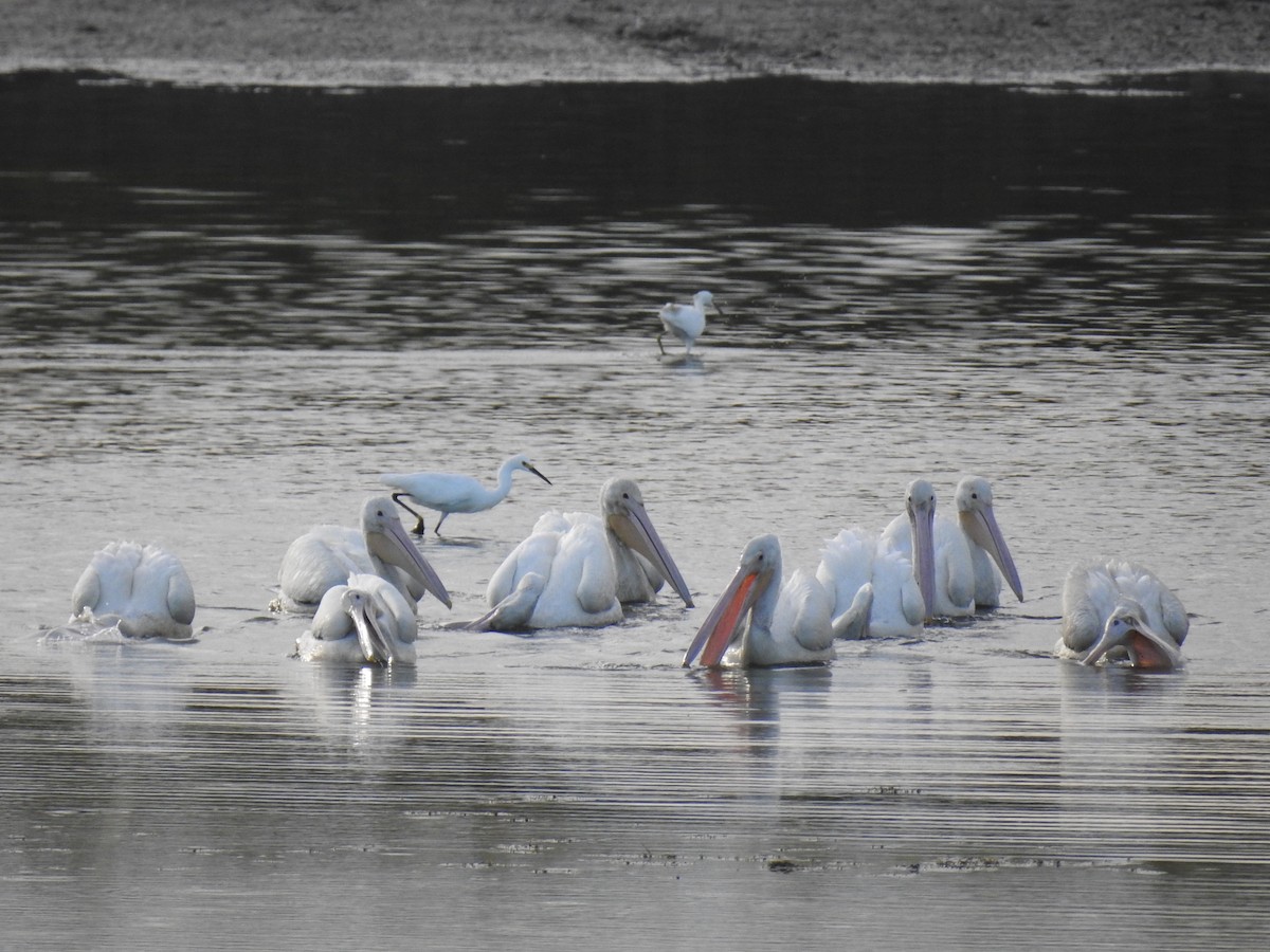 American White Pelican - ML626905957