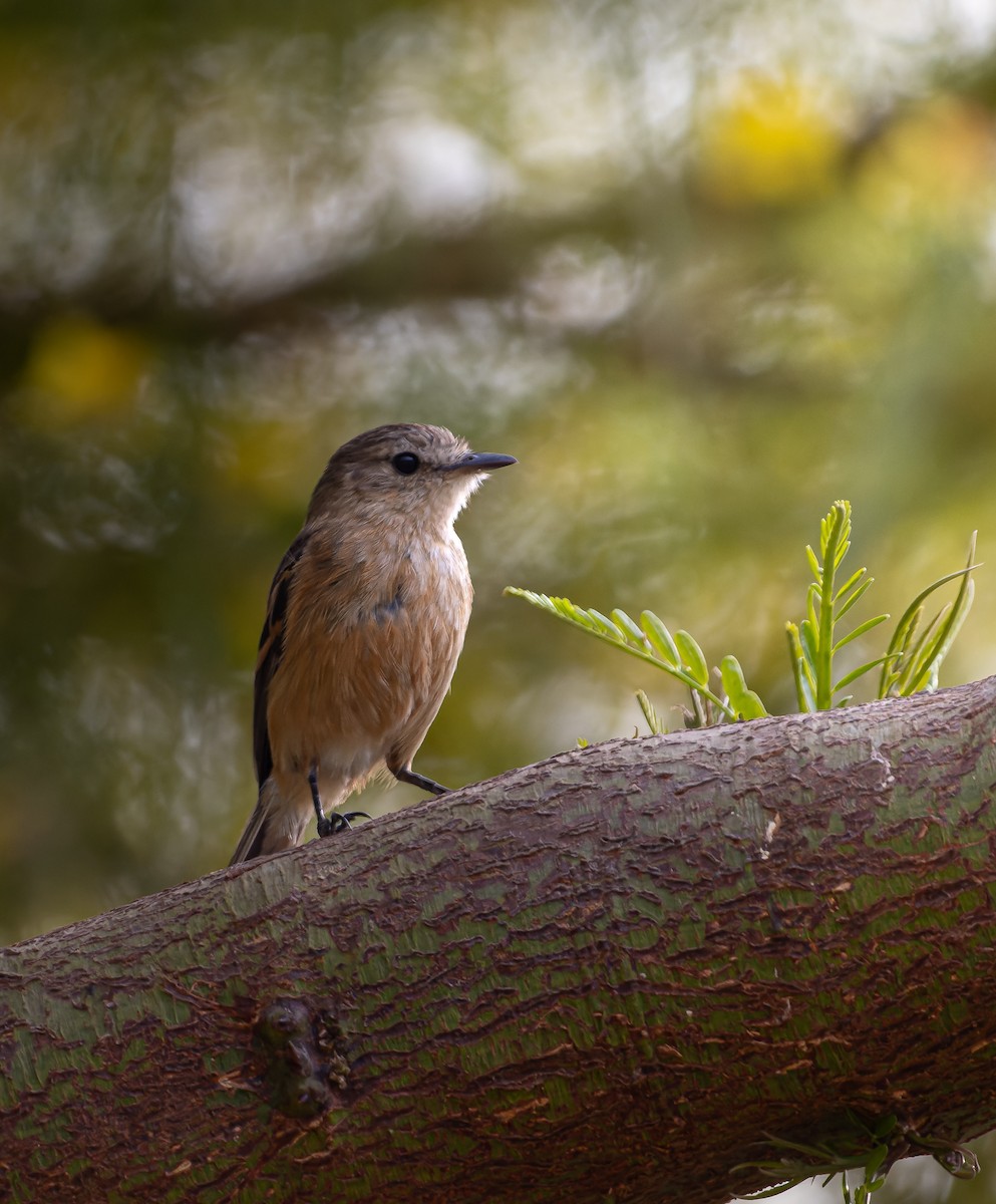 Rufescent Flycatcher - ML626905963