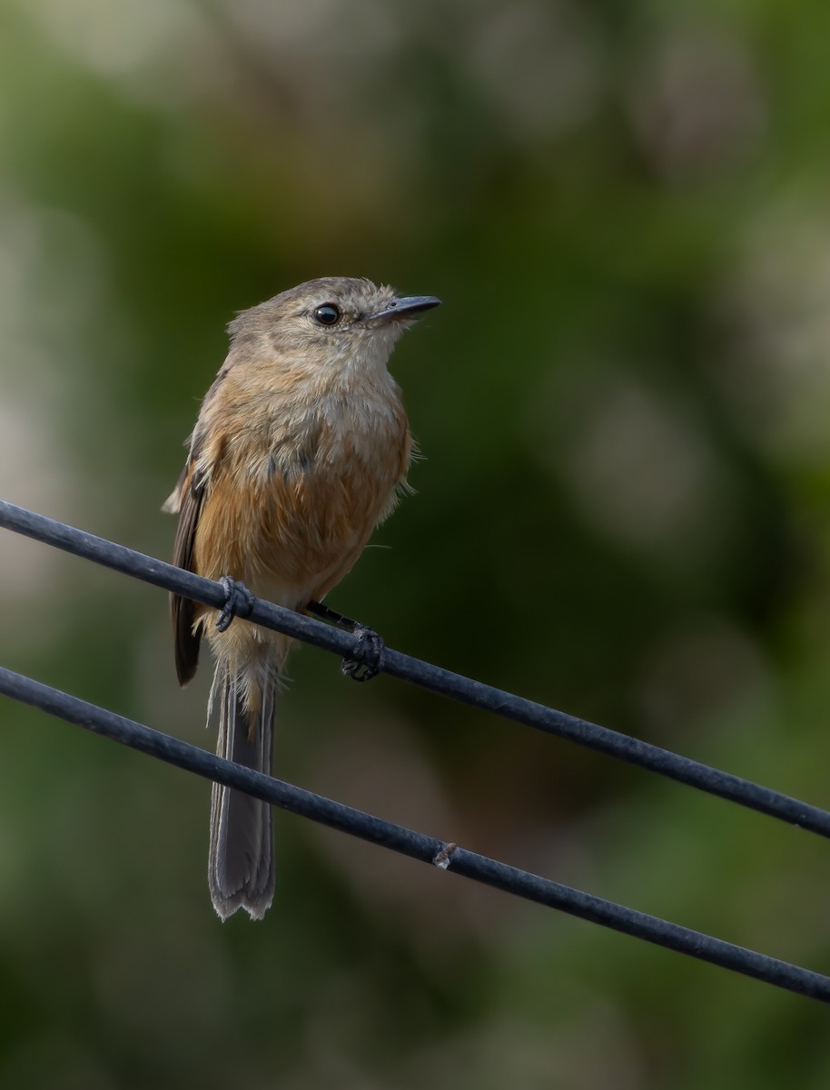 Rufescent Flycatcher - ML626905964