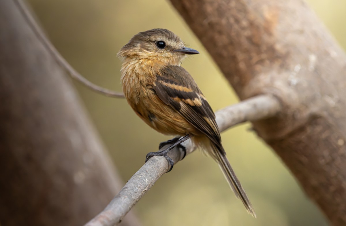 Rufescent Flycatcher - ML626905965