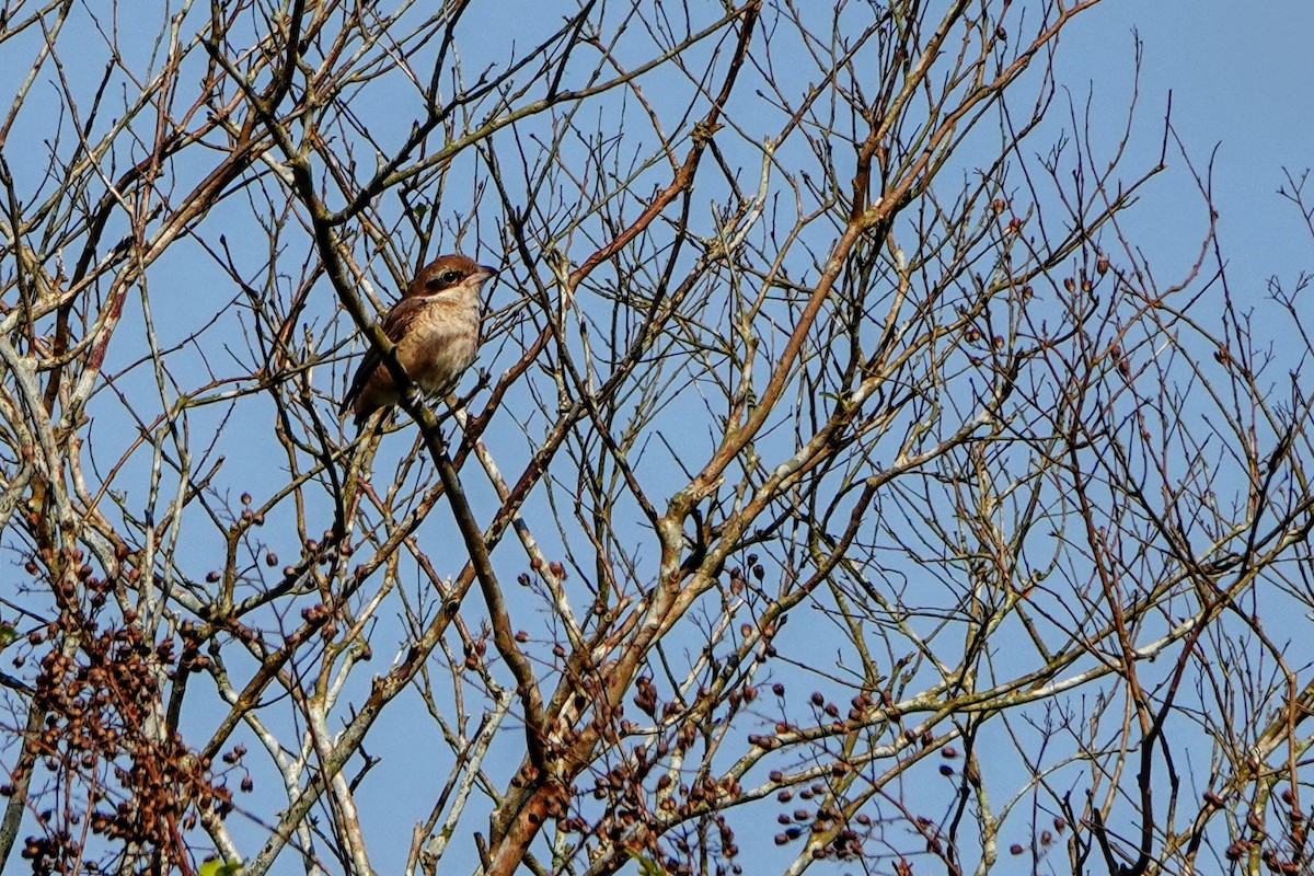 Brown Shrike (Brown) - ML626905975