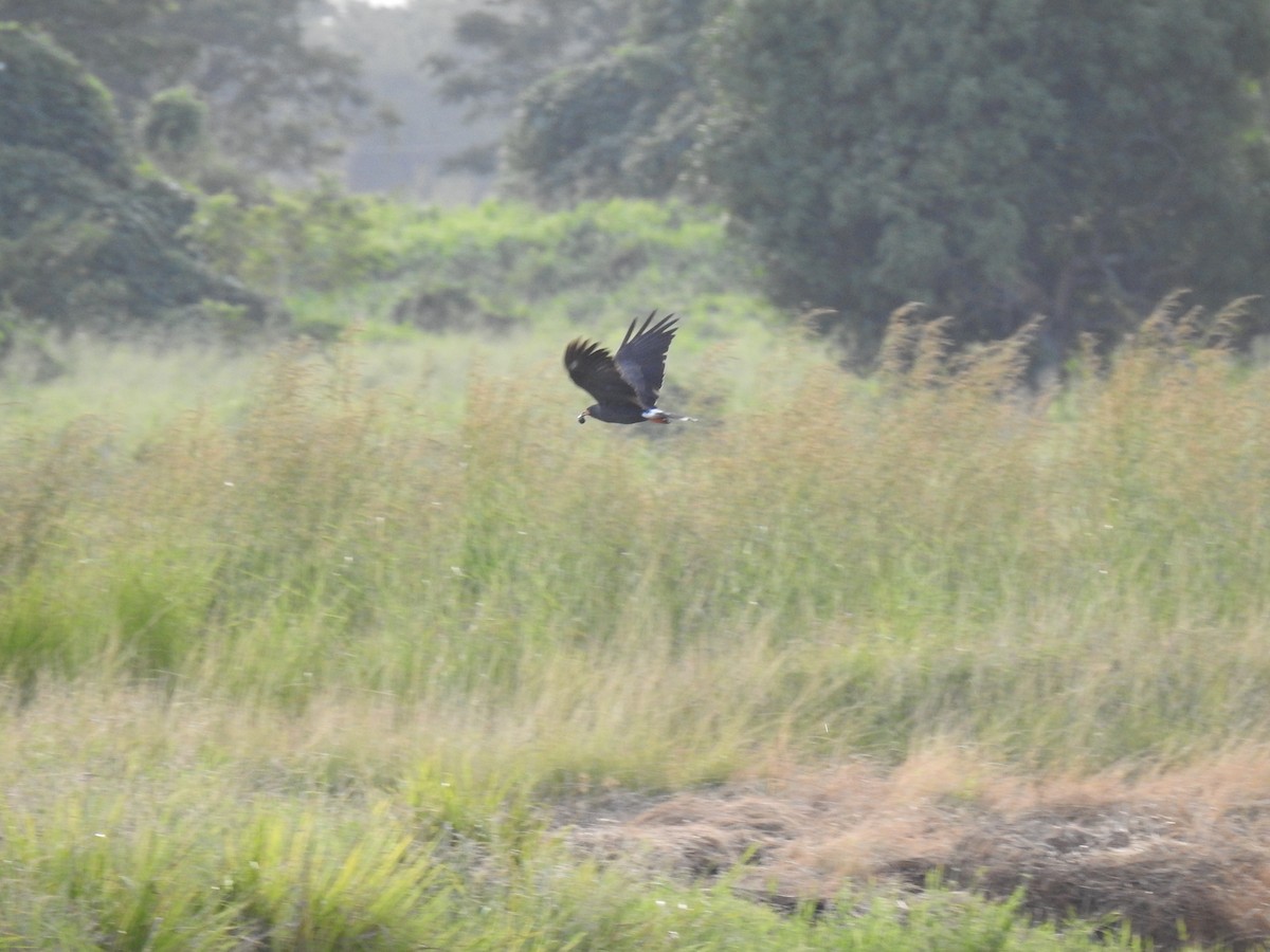 Snail Kite - ML626905982
