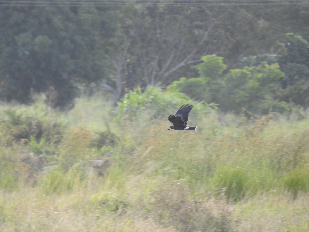 Snail Kite - ML626905997