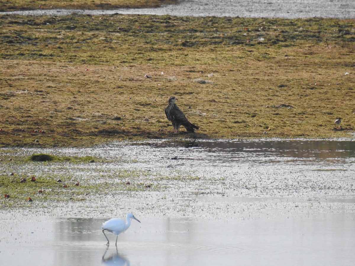 Snail Kite - ML626906039