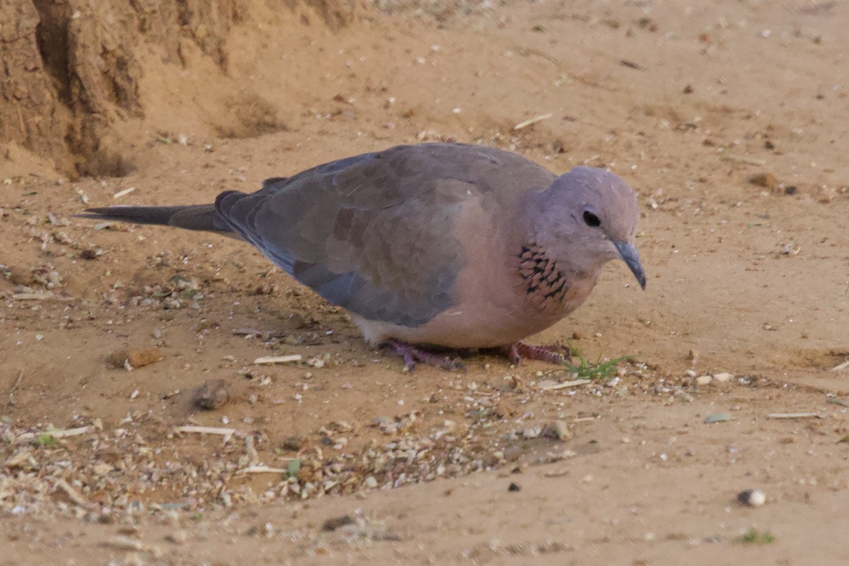 Küçük Kumru - ML626906041