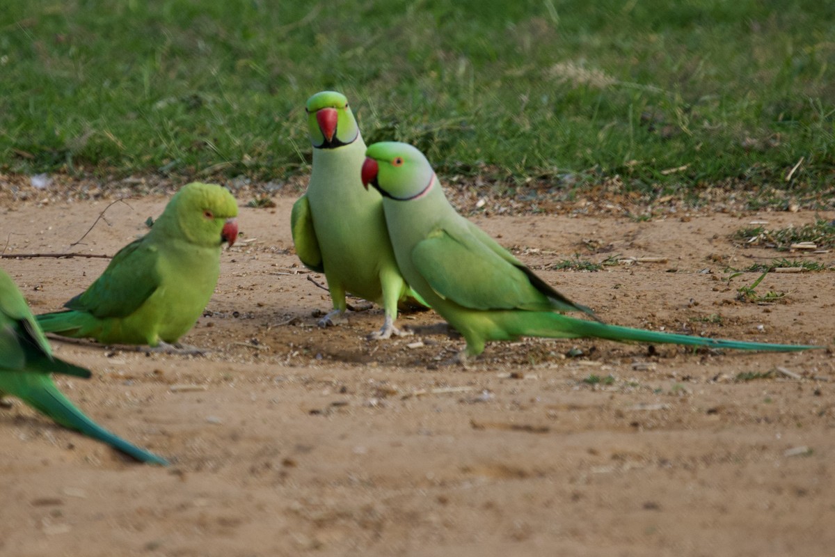 Yeşil Papağan - ML626906043