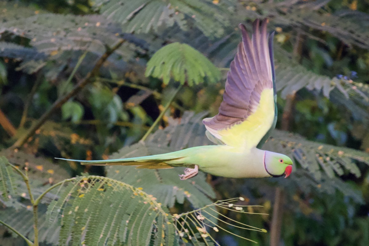 Yeşil Papağan - ML626906047